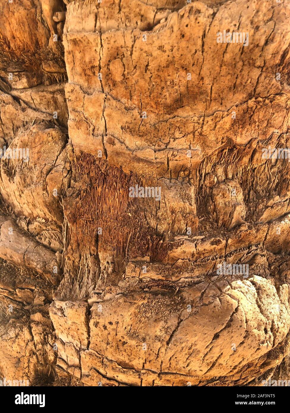 Palmier, texture bois naturel, rial. Cocotier est tropical. Banque D'Images