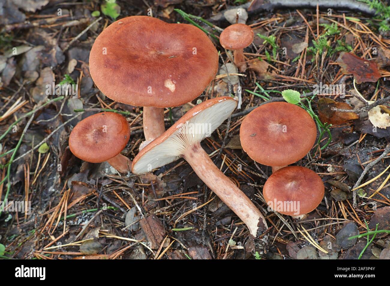 Lactarius rufus, connu sous le nom de Colibri roux milkcap, ou le lait chaud, le rouge des champignons comestibles sauvages de Finlande Banque D'Images