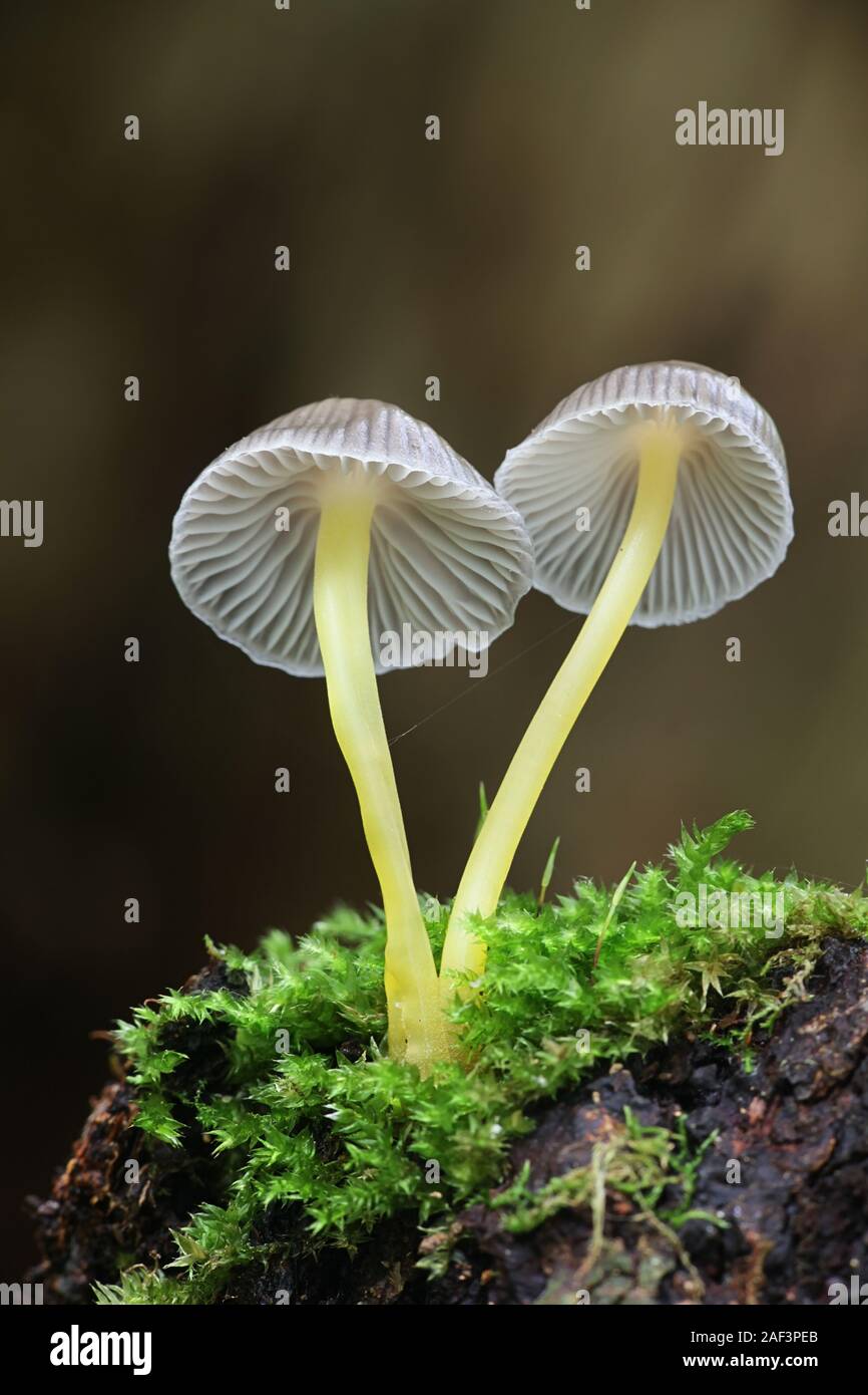 Mycena viscosa (Mycena epipterigya var. viscosa), connu comme yellowleg bonnet, les champignons de la Finlande Banque D'Images