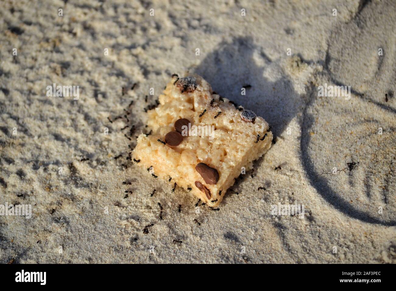 Snack-fourmis sur un croustillant de riz jetés à la plage. Fabriqué à partir de grains de riz soufflé au chocolat blanc avec des jetons. Banque D'Images