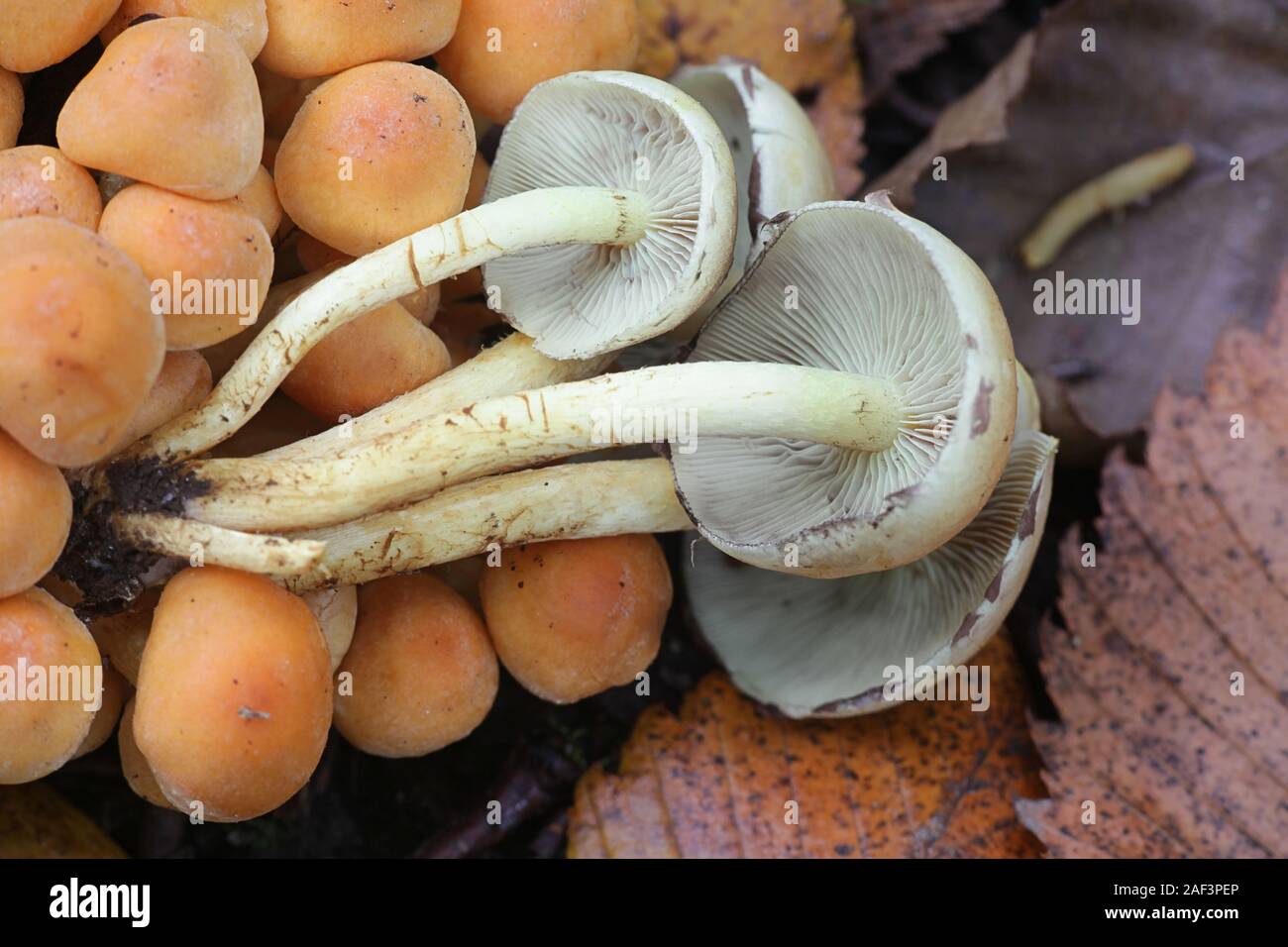 Hypholoma fasciculare, connue comme la touffe de soufre, le soufre tuft ou woodlover en cluster, des champignons vénéneux de Finlande Banque D'Images