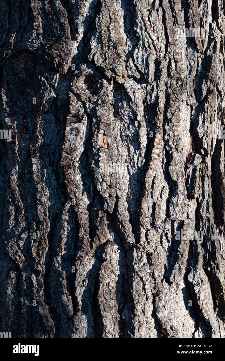 Pin radiata Banque de photographies et d’images à haute résolution - Alamy