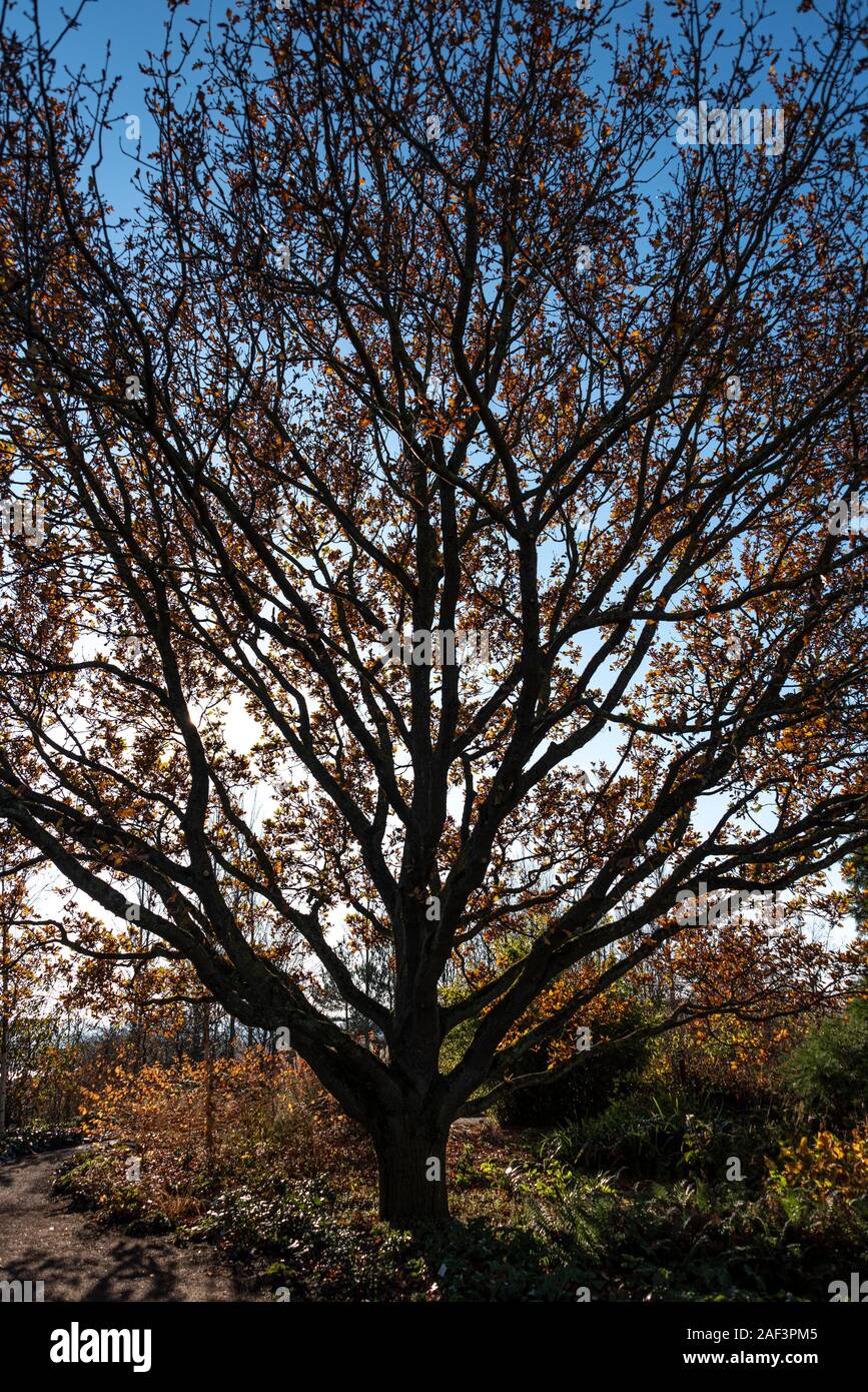 Quercus robur, Quercus walkeri, Fagaceae, chêne pédonculé, chêne commun. Au début de l'hiver avec de la bonne couleur d'automne. Banque D'Images
