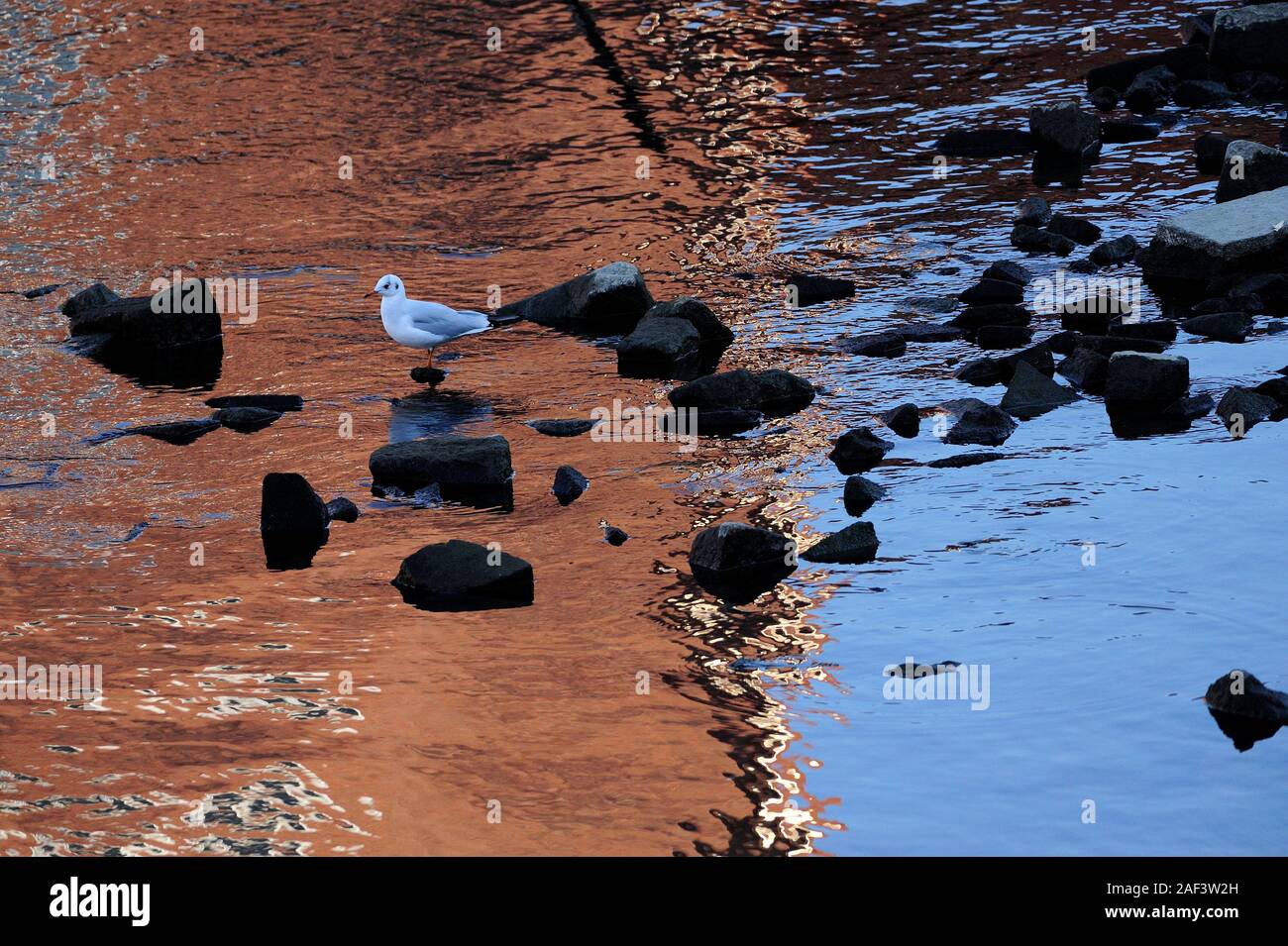 Goéland argenté (Larus argentatus), battant avec réflexion Banque D'Images