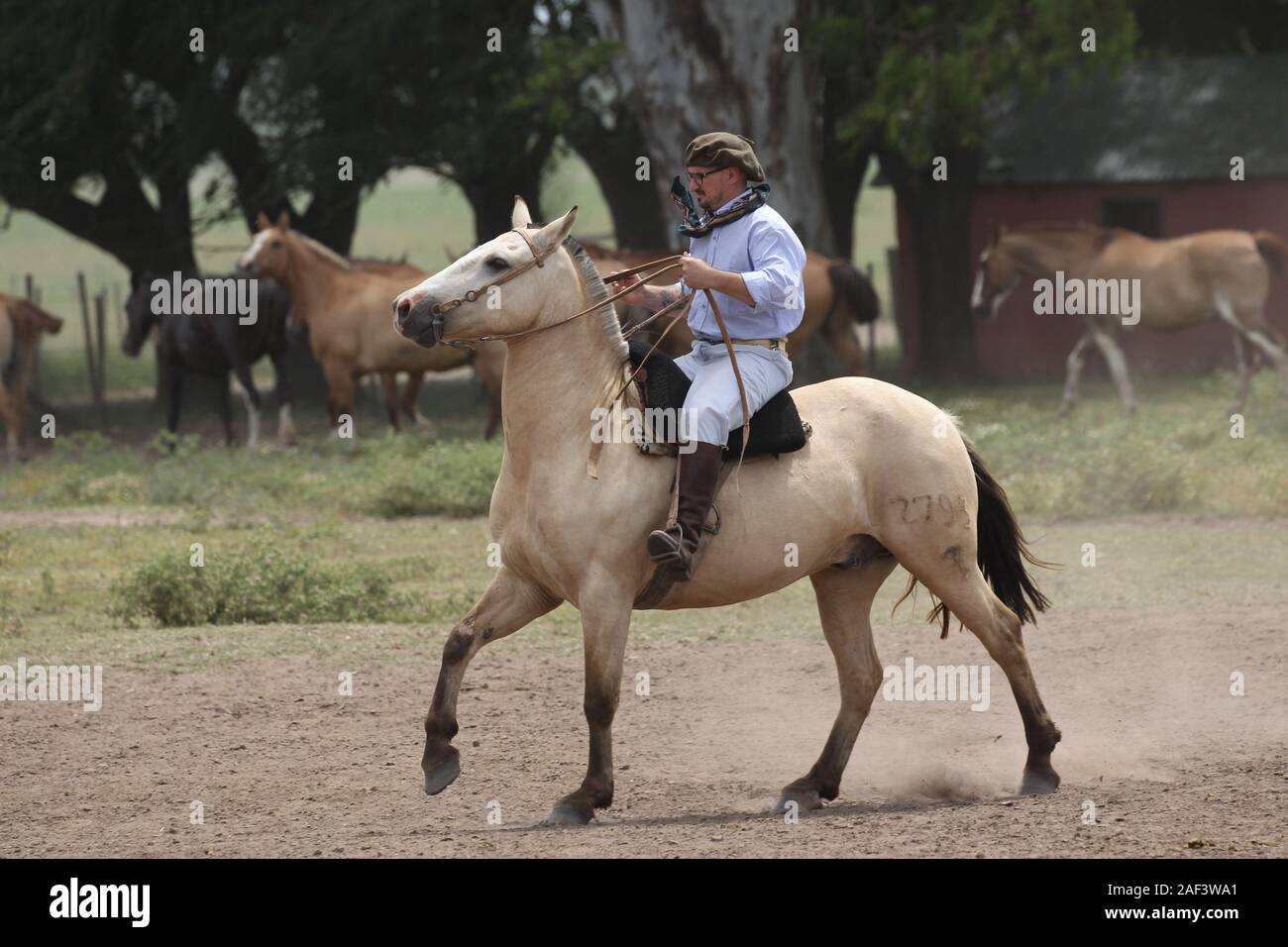Criollo Horse Banque d'image et photos - Alamy