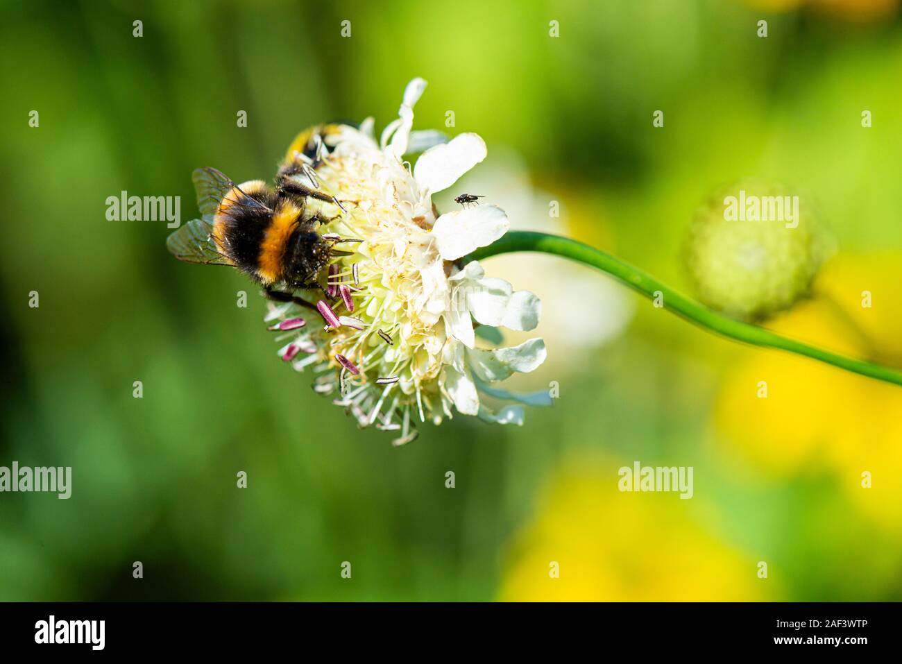 Un bourdon sur la fleur d'un géant scabious (Cephalaria gigantea) Banque D'Images