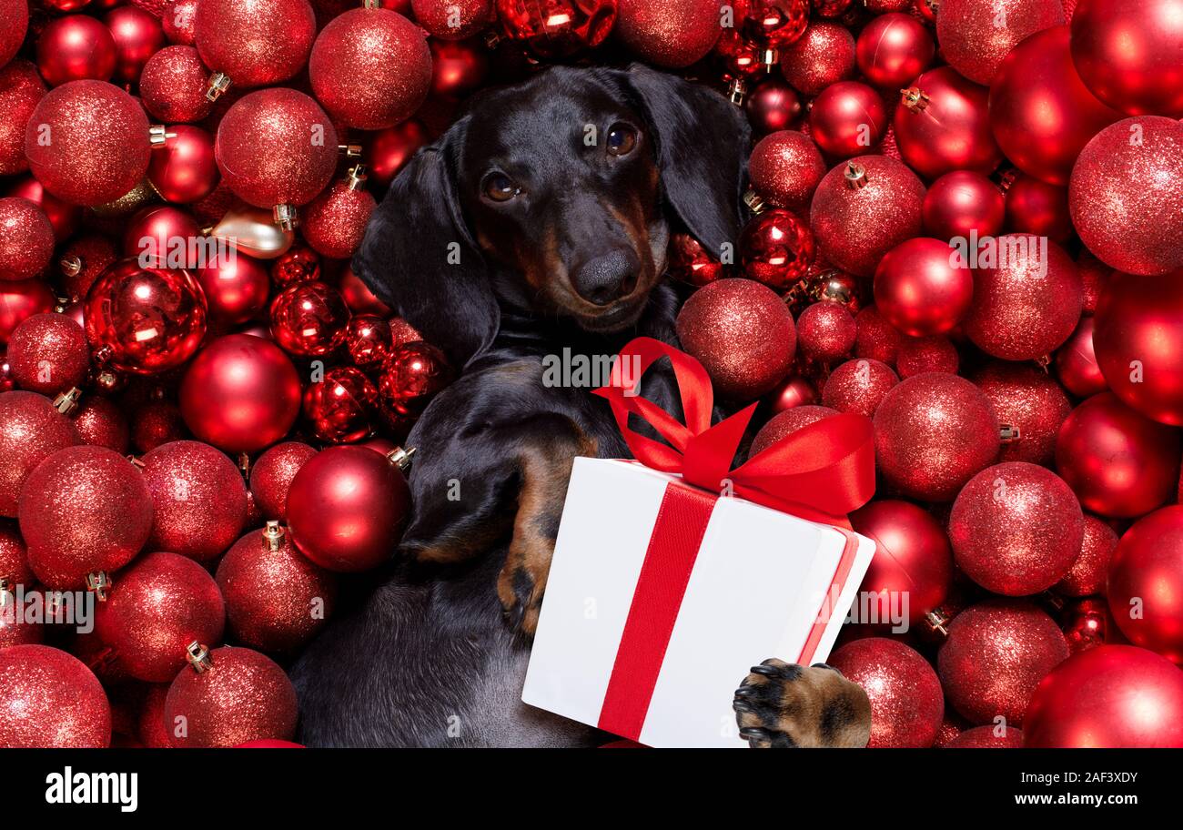 Chien saucisse basset allemand en père Noël pour les vacances de Noël reposant sur un fond de Noël Boules babioles comme tenant un cadeau ou une bannière blackboar actuel Banque D'Images