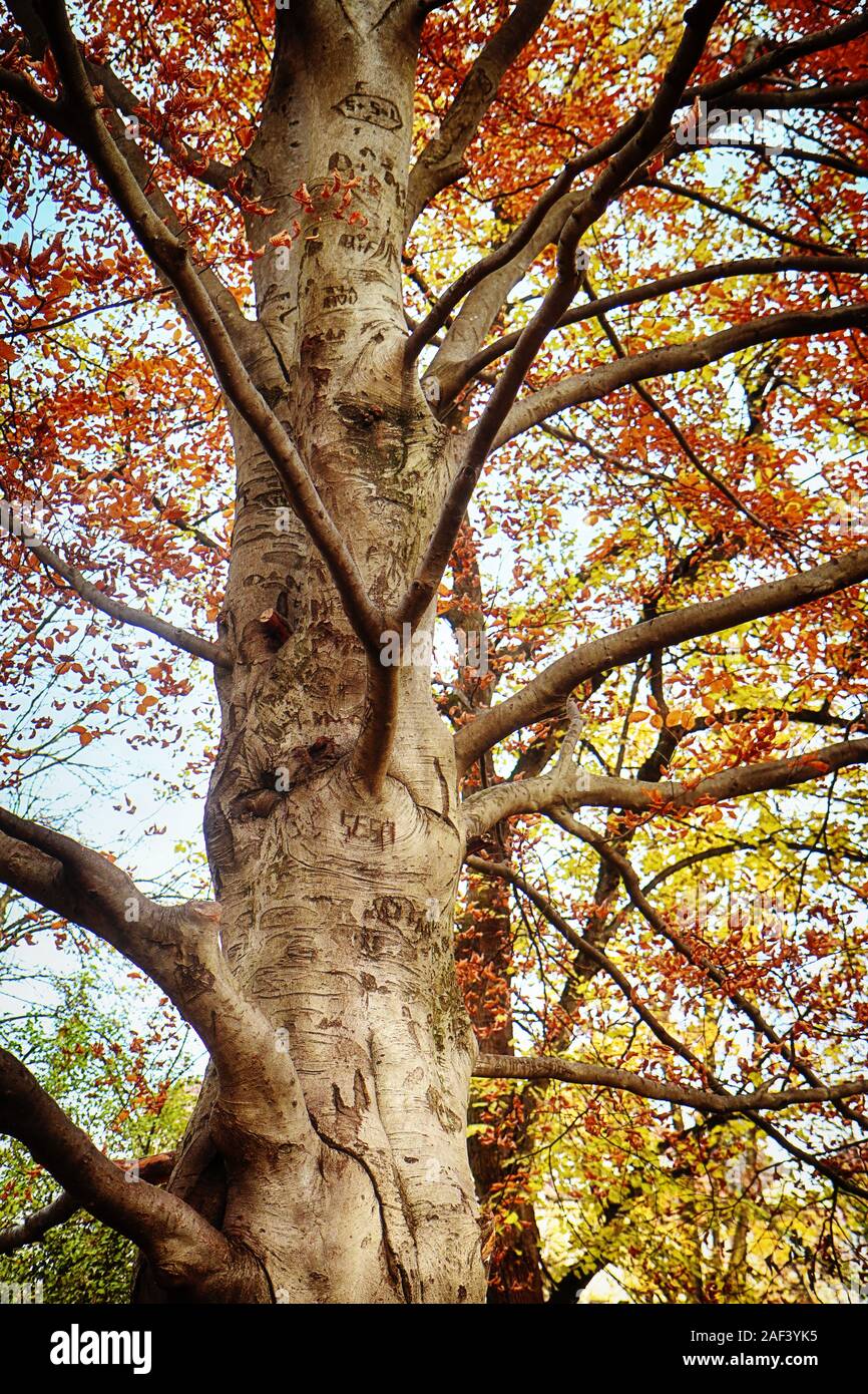 Nature background : grand arbre noueux dans le parc avec des feuilles rouges et les branches d'arbres contre le ciel en automne Banque D'Images