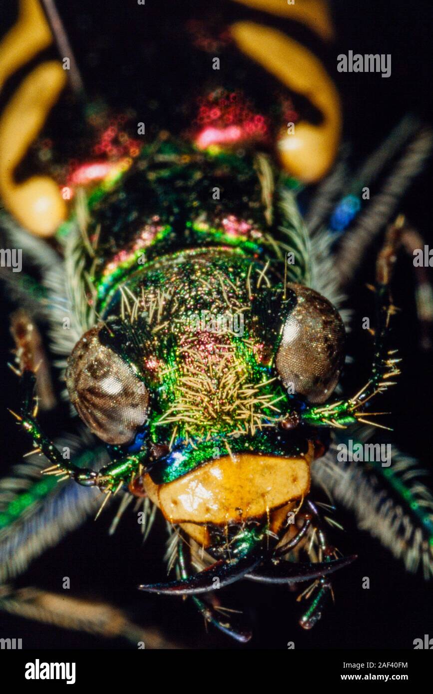 Tiger beetle, détail tête macro-vision Banque D'Images