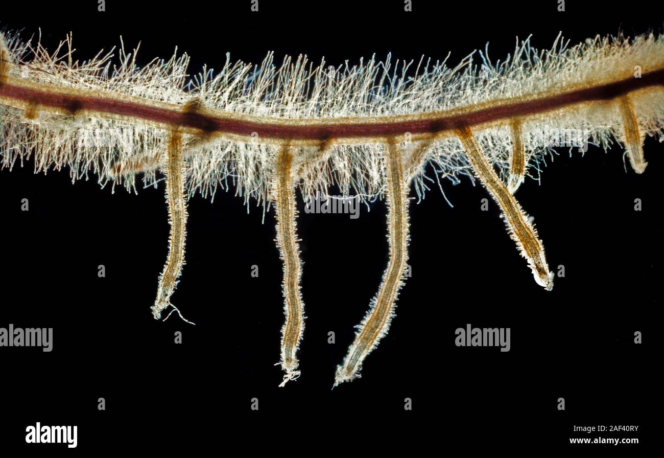 Les racines des plantes, la croissance latérale, fond noir Banque D'Images