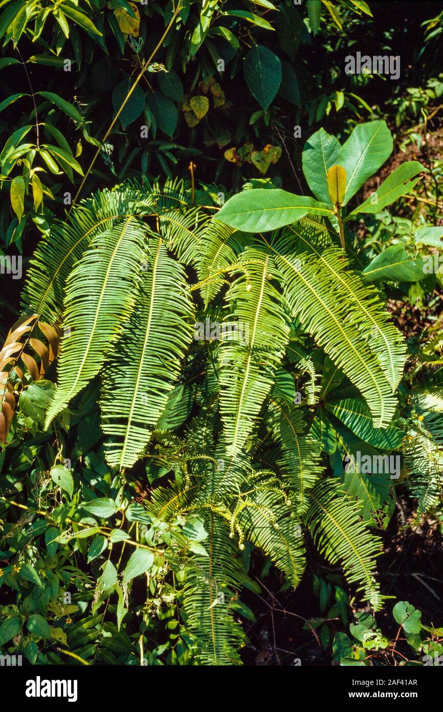 Fougères tropicales, Gleichenia linearis, très commun au bord des routes, les marges de la jungle, la Malaisie Banque D'Images