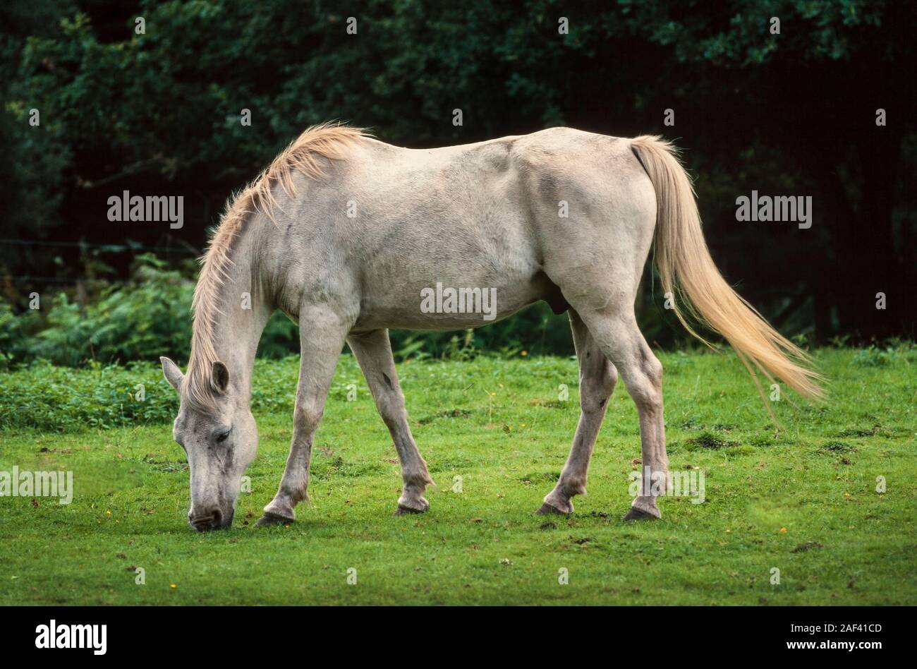 Poney New Forest blanc, Equus caballus, UK Banque D'Images