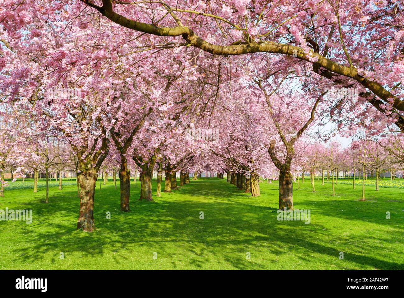 Parc pittoresque avec des rangées de cerisiers en fleurs au printemps sur une pelouse verte, tourné sur une belle journée ensoleillée Banque D'Images