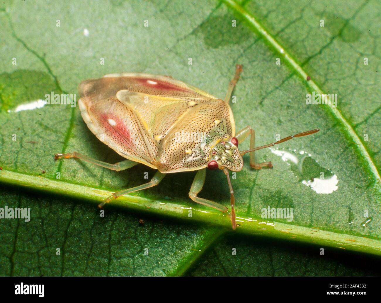 Shieldbug Tropical, l'État de Pahang, Malaisie Banque D'Images