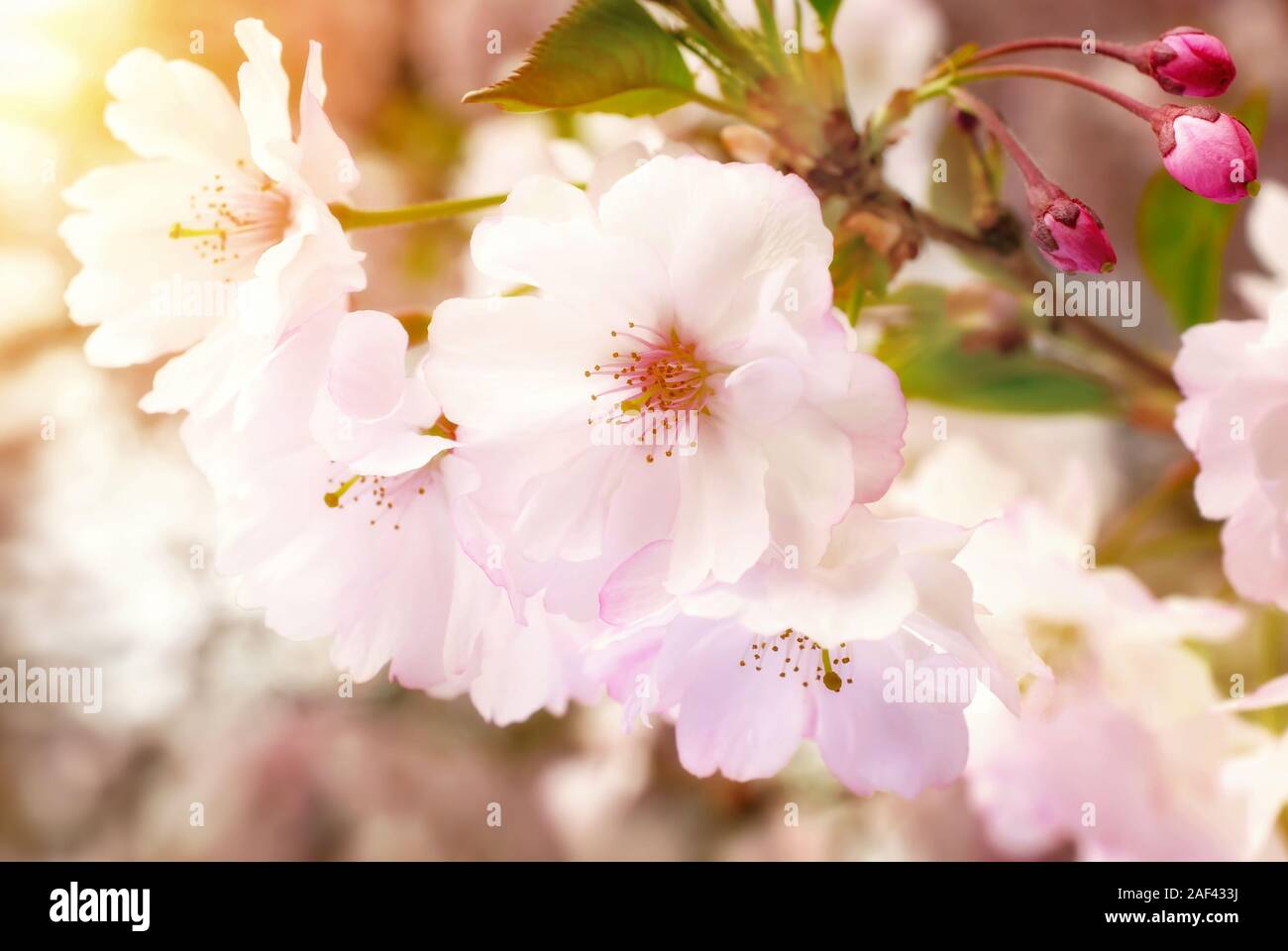 Gros plan des fleurs de rêve d'un cerisier japonais dans un jardin, avec la lumière du soleil chaude Banque D'Images