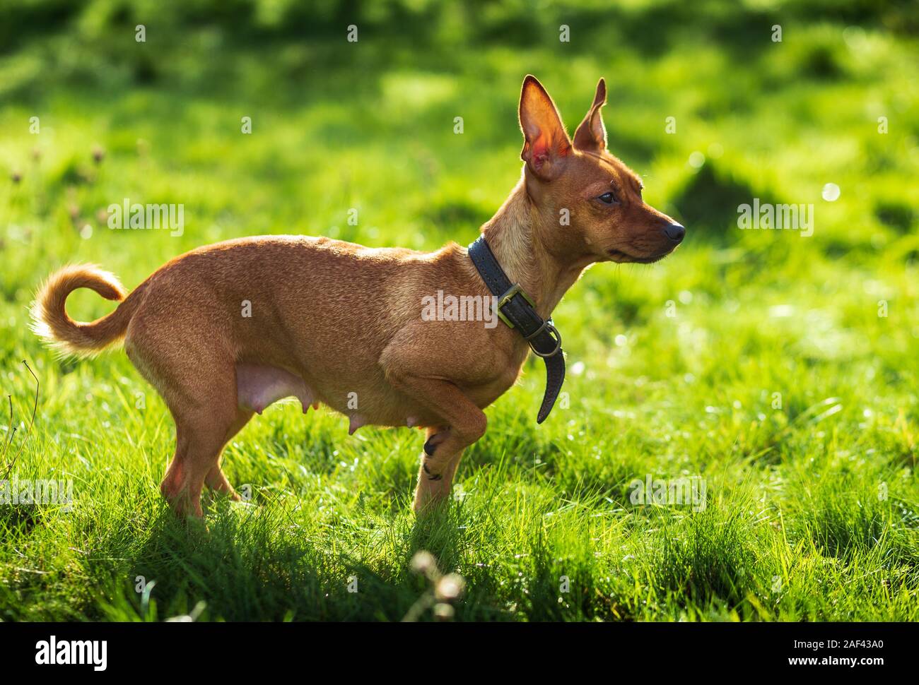 Pinscher nain chien dans la nature vert Banque D'Images