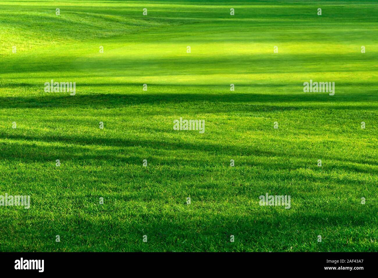 Motif à rayures de lumière et d'ombre sur une belle pelouse verte fraîche d'un terrain de golf, aux couleurs vives. Banque D'Images