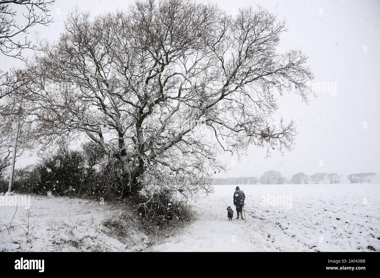 Homme marchant avec chien border collie en tempête, lourd/ blizzard. Chichester West Sussex/Plaine Plaine Côtière. Janvier. Banque D'Images