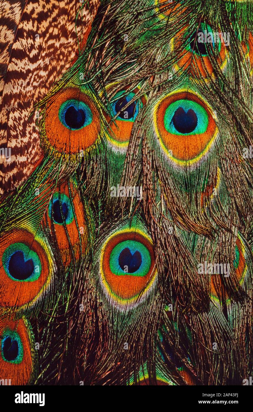 Détail de plumes iridescentes. Pavo cristatus paon indien, Banque D'Images