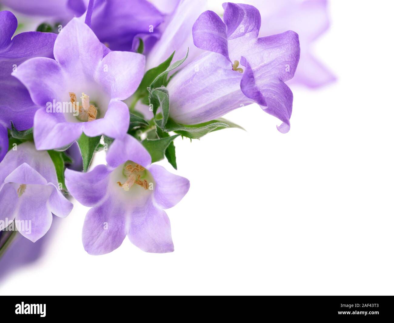Studio shot of light purple campanula bluebell flowers isolé sur fond blanc, pur Banque D'Images