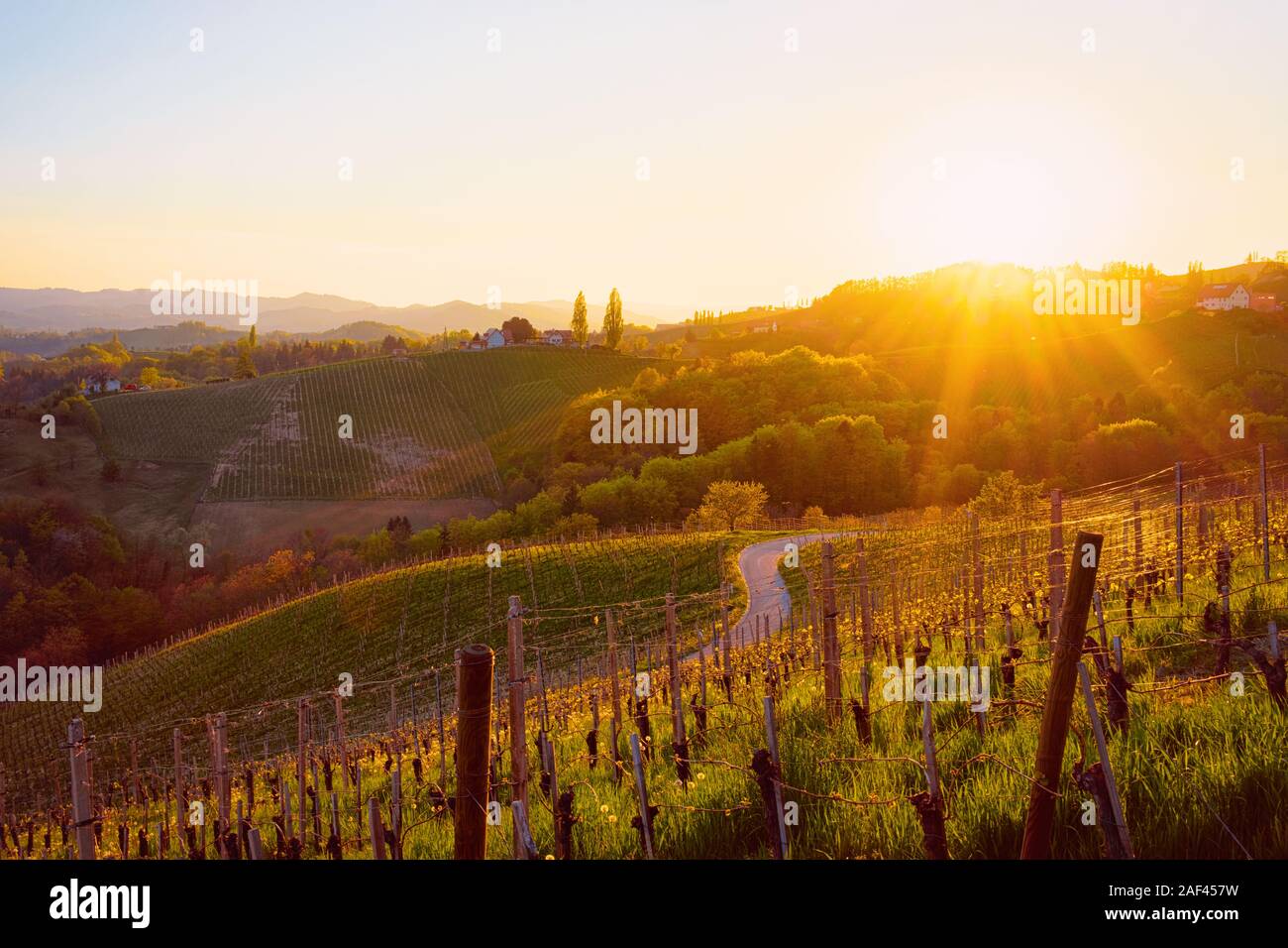 Coucher de soleil au cœur de la route du vin des vignobles en Slovénie Banque D'Images