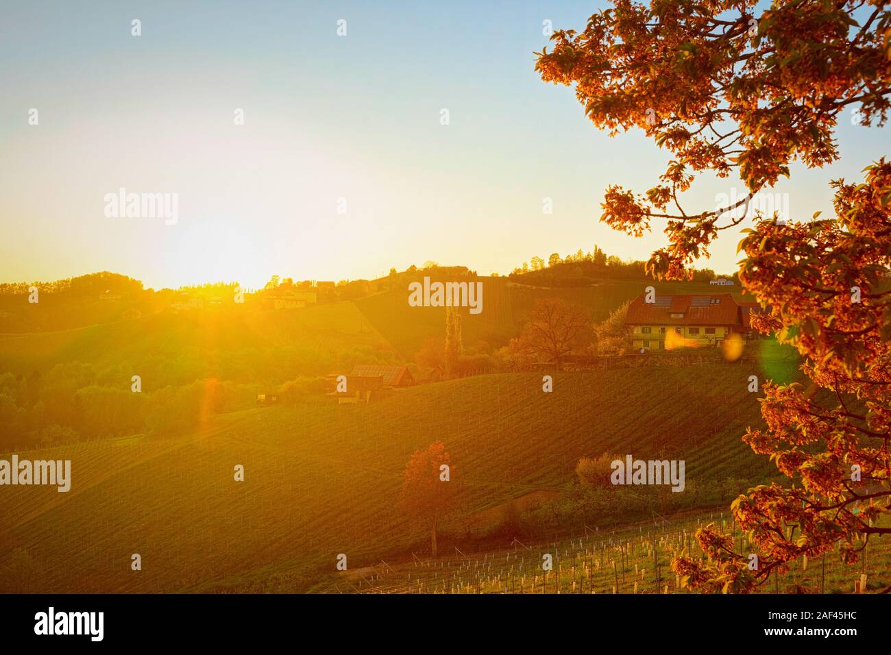 Coucher du soleil à forme de coeur route du vin à vignes en Slovénie Banque D'Images