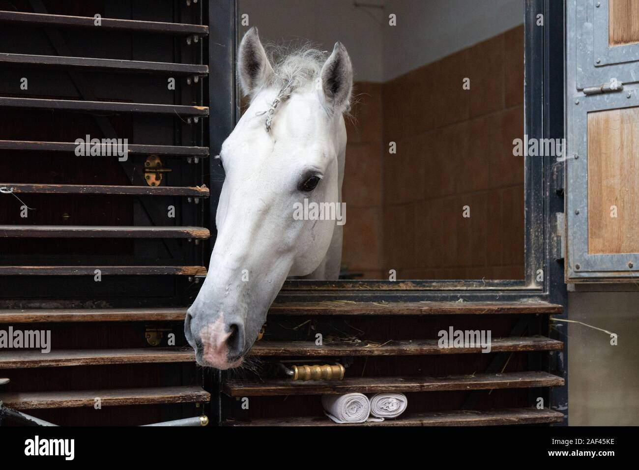 École d'équitation espagnole de Vienne ; un cheval Lipizzan dans elle est stable, l'École d'équitation espagnole de Vienne, Autriche Banque D'Images