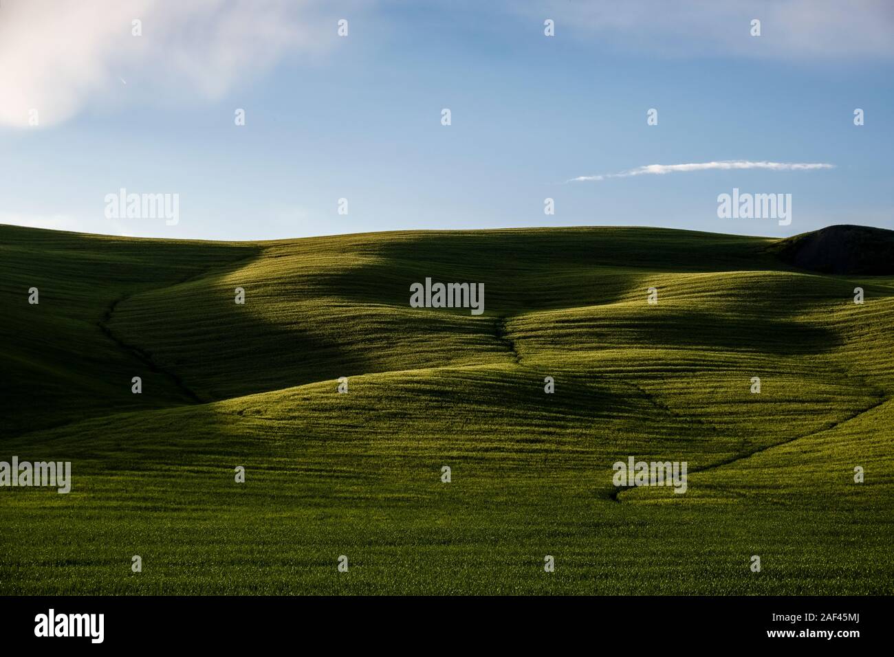 Vallonné typique campagne toscane, dans le Val d'Orcia avec des champs verts Banque D'Images