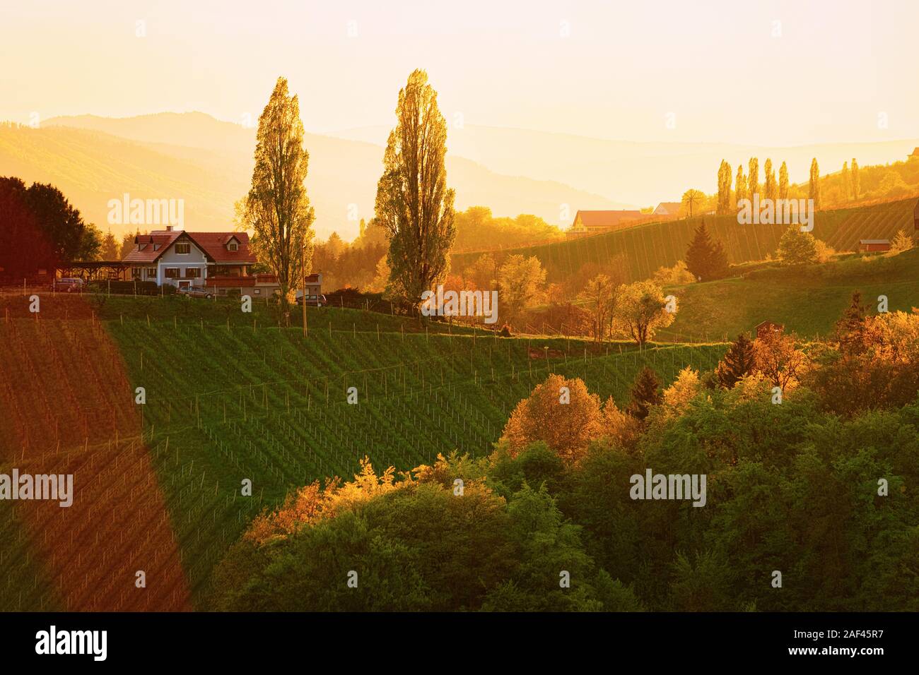 Coucher de soleil au cœur de la route des vins dans les vignobles de la Slovénie Banque D'Images