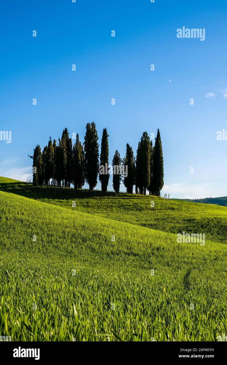 Vallonné typique campagne toscane, dans le Val d'Orcia avec des champs verts et et un groupe de cyprès Banque D'Images