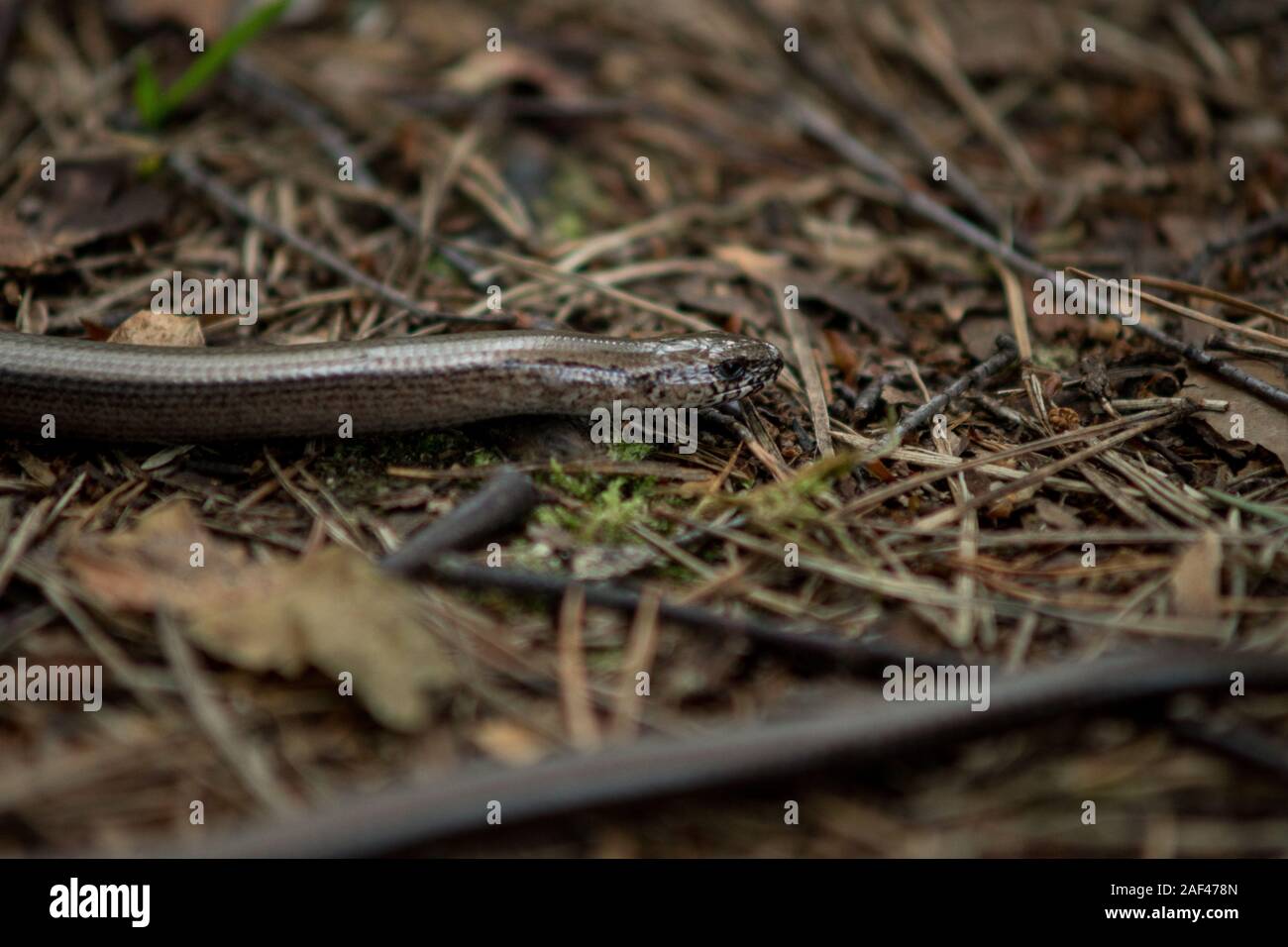 Gros plan d'un petit serpent de jardin Banque de photographies et d ...