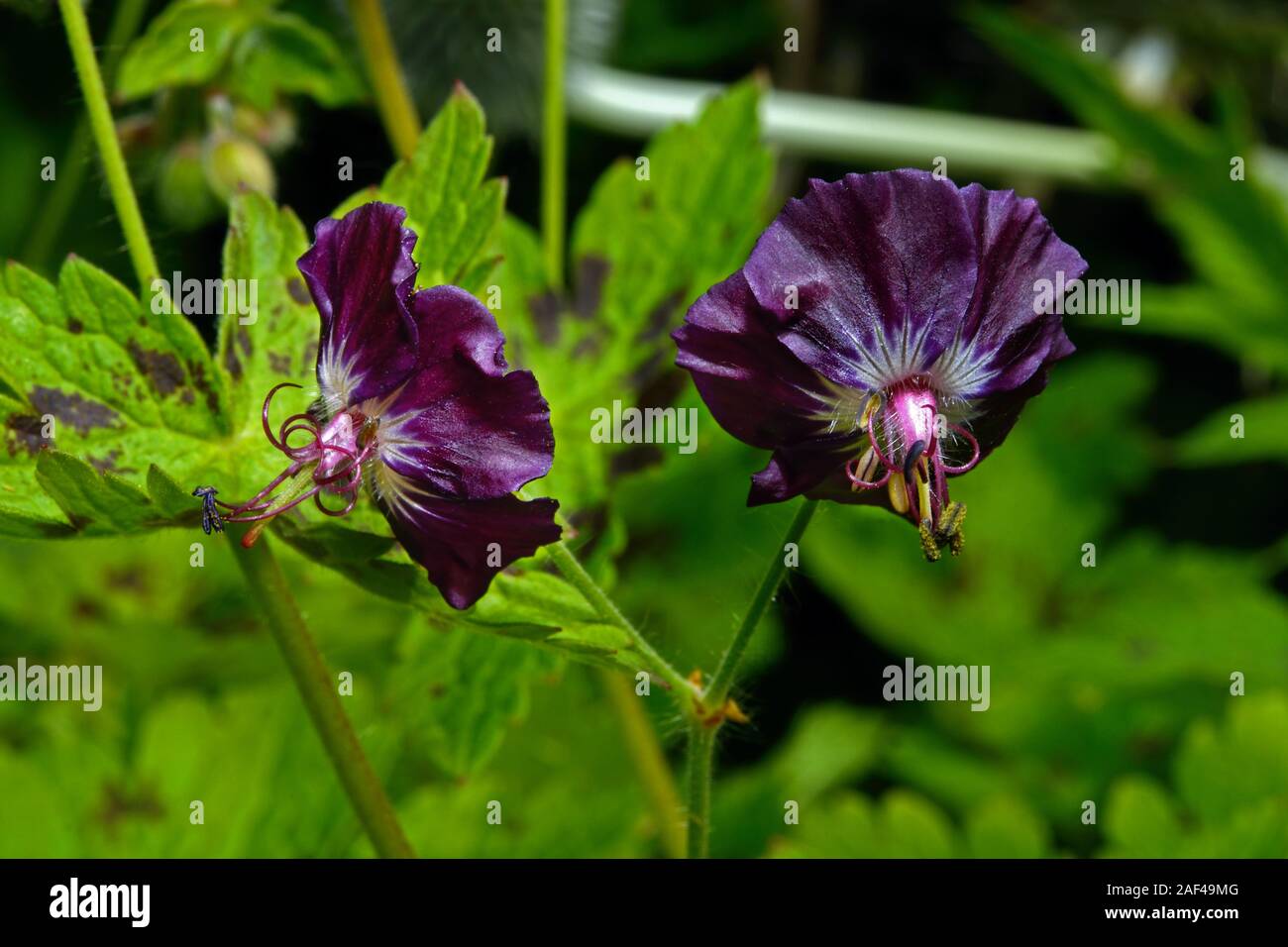 Geranium phaeum (dusky crane's-bill) est originaire d'Europe, où elle pousse dans les prés, accotements et en forêt humide. Banque D'Images