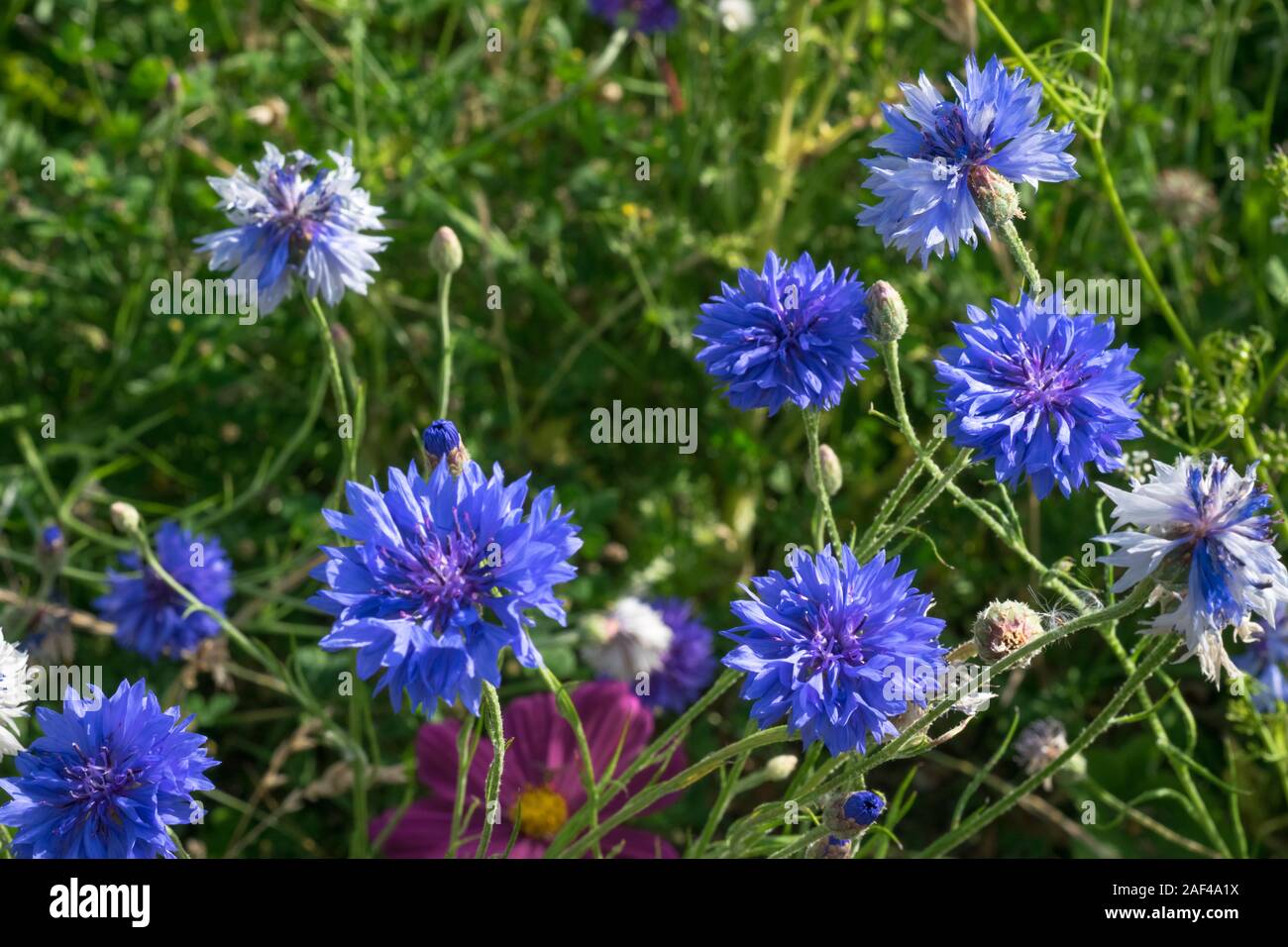 Beau bleu profond ou de couleur lila barbeaux un jour d'été Banque D'Images