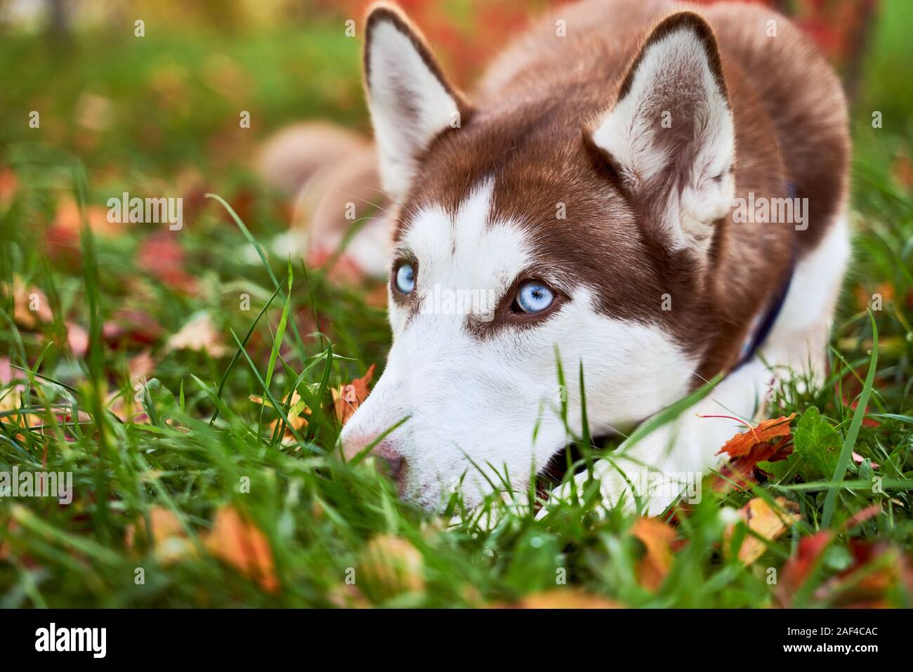 En husky blanc marron couleur, les yeux bleus, les oreilles Photo Stock -  Alamy