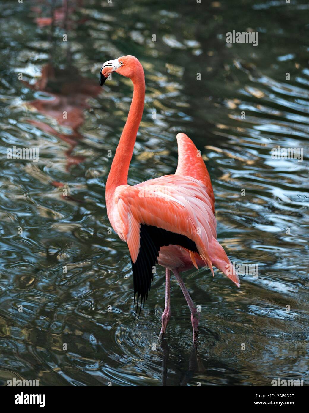 Flamingo bird close-up Vue de profil dans l'eau, affichant son beau plumage, tête, long cou, bec, oeil dans son environnement et l'env Banque D'Images