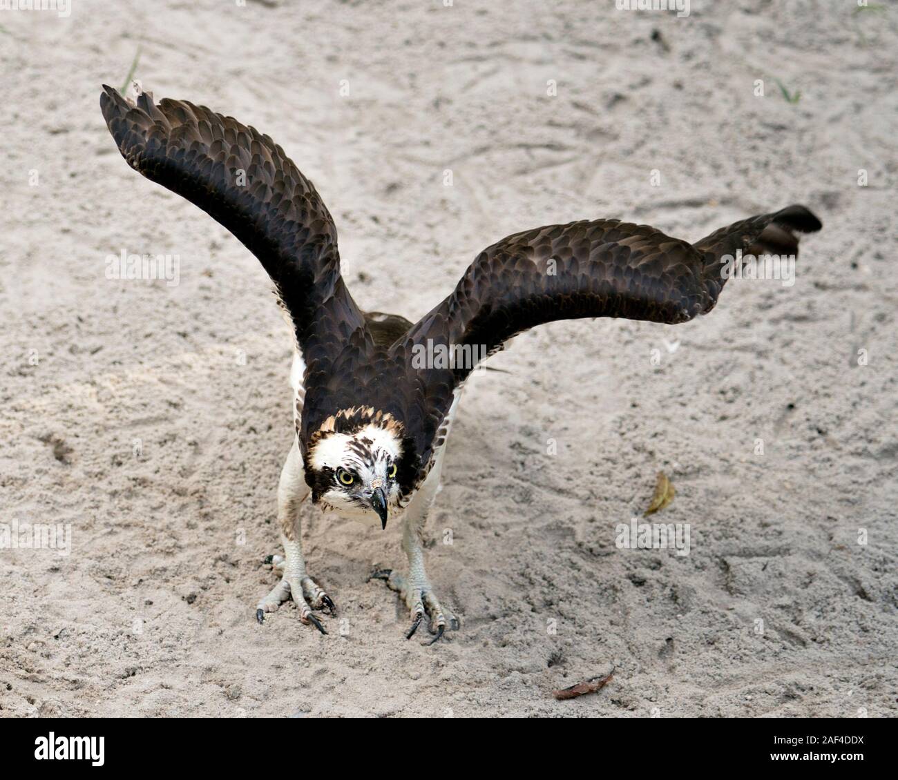 Balbuzard oiseau close-up Profil Voir les ailes à la propagation à l'appareil photo avec le sable au premier plan arrière-plan affichant son plumage brun, dans ses serres tête Banque D'Images