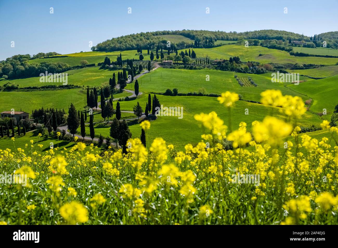 Vallonné typique campagne toscane, dans le Val d'Orcia avec green, les champs en fleurs et la célèbre route courbée ou bu Banque D'Images