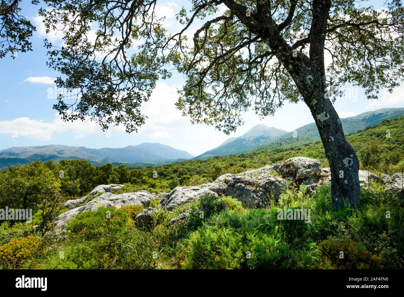 La Sierra de las Nieves Parc National, Paruata, Malaga, Espagne Banque D'Images