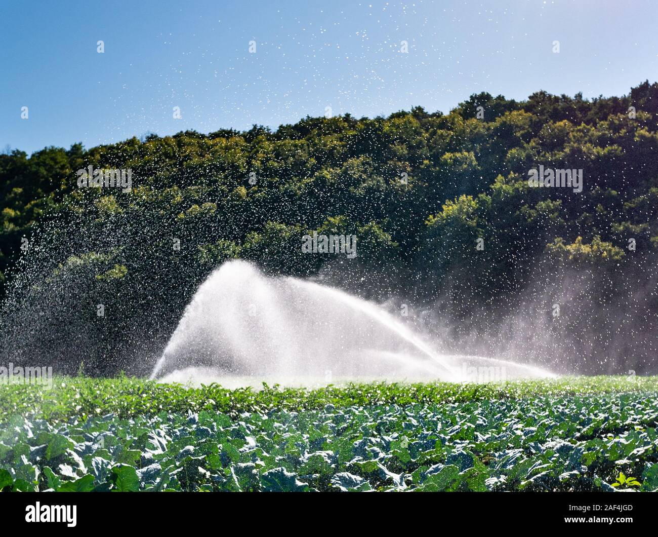 Système de gicleurs d'eau dans le soleil du matin sur une plantation Banque D'Images