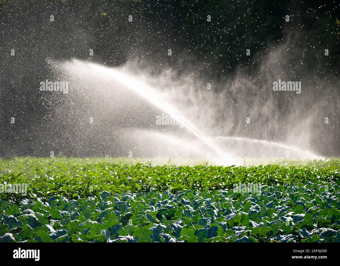 Système de gicleurs d'eau dans le soleil du matin sur une plantation Banque D'Images