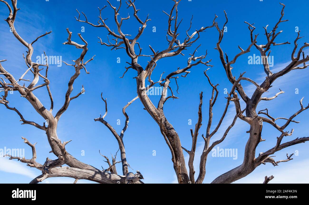 Un vieil arbre mort vu contre un ciel bleu profond, Canyonlands National Park, Utah, USA. Banque D'Images