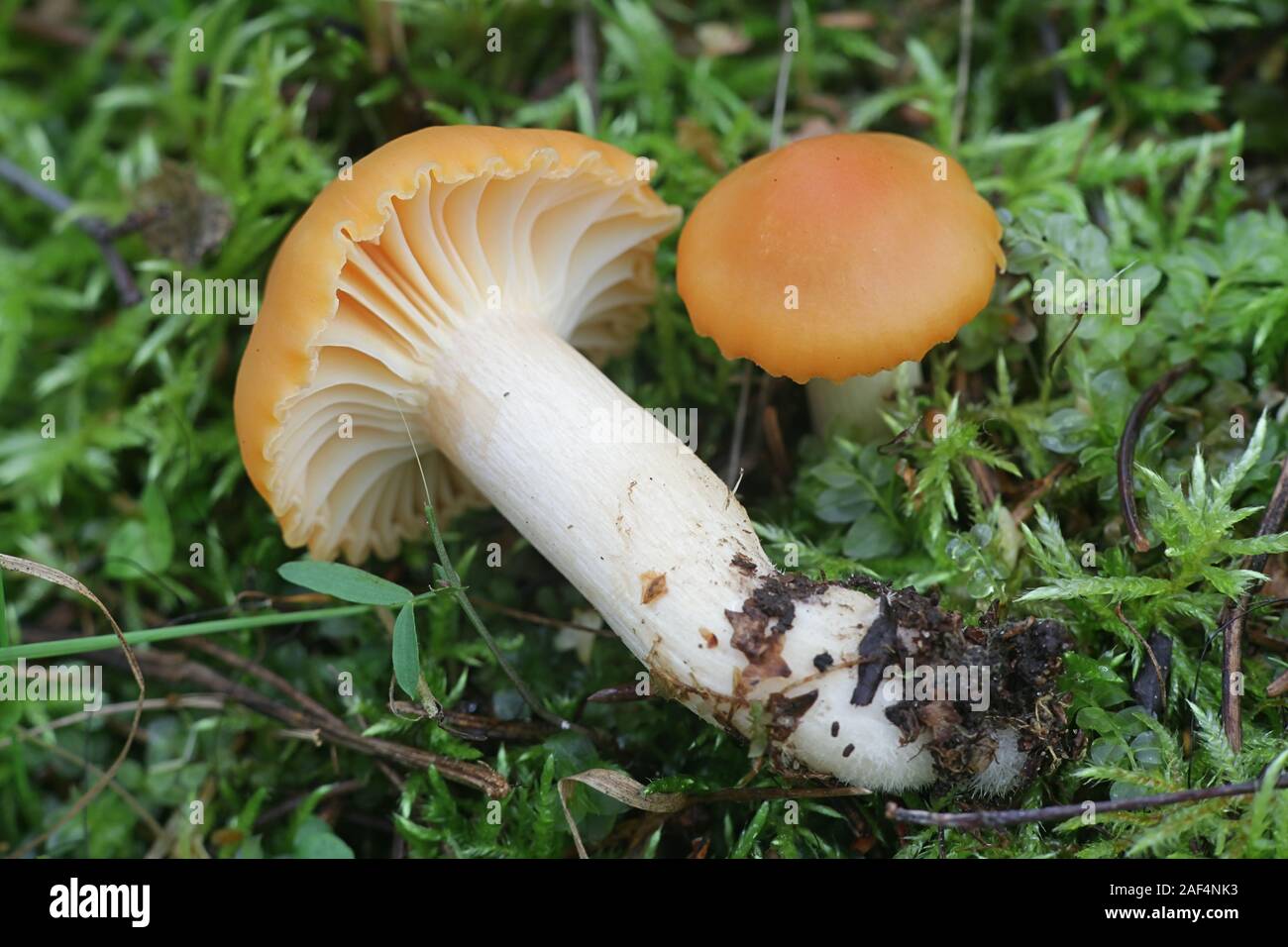 Cuphophyllus pratensis, connu sous le nom de prairie meadow waxcap, cap, cireuse cireuse saumon cap ou du beurre, meadowcap champignon comestible de la Finlande Banque D'Images