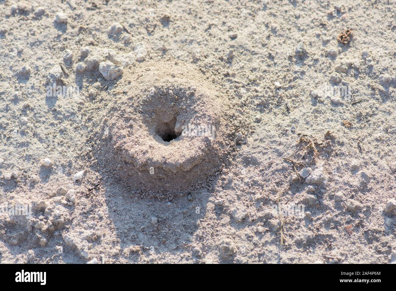 Petit nid de fourmis dans le sable Banque D'Images