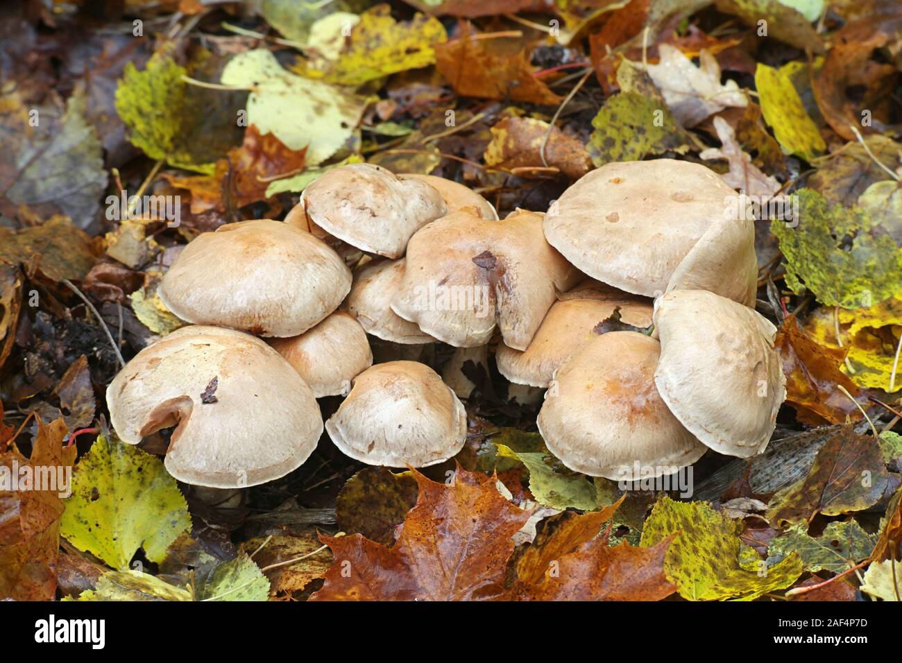 Cortinarius lucorum, un webcap de Finlande de champignons Banque D'Images