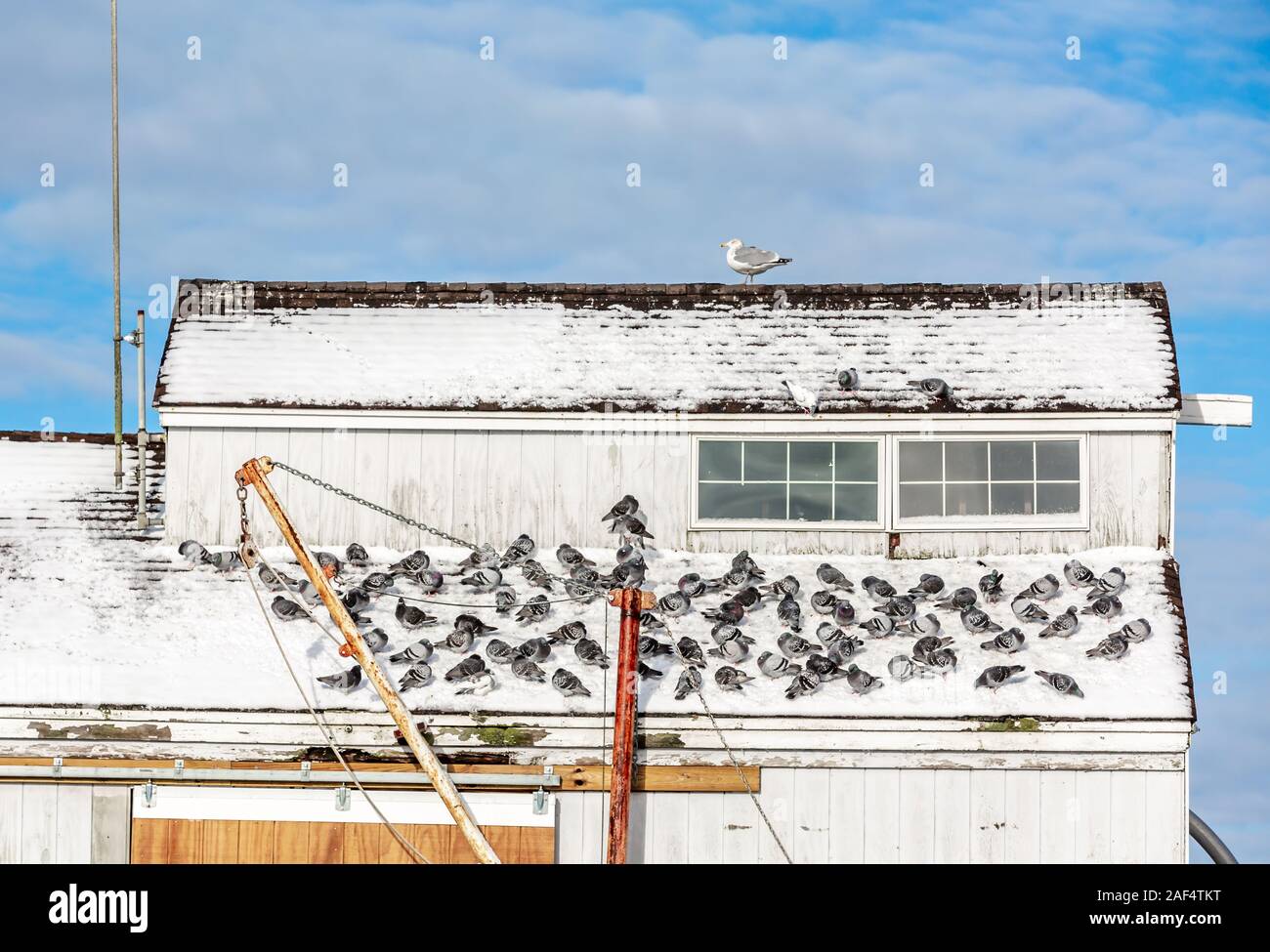 La prise de refuge d'oiseaux du froid sur un bâtiment à Montauk, NY Banque D'Images