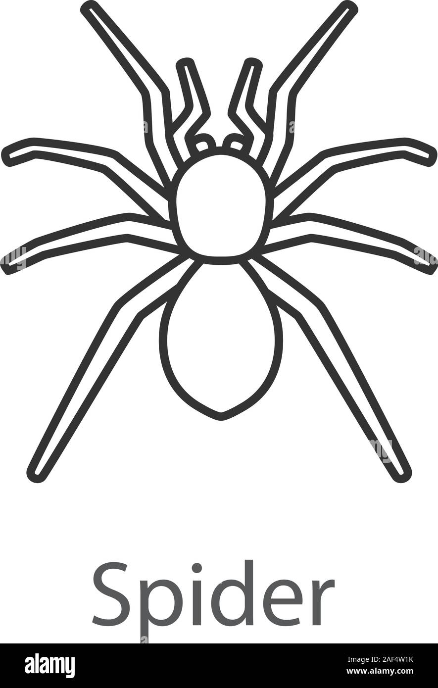 Icône linéaire araignée. Arachnides. Fine ligne illustration. Symbole ...
