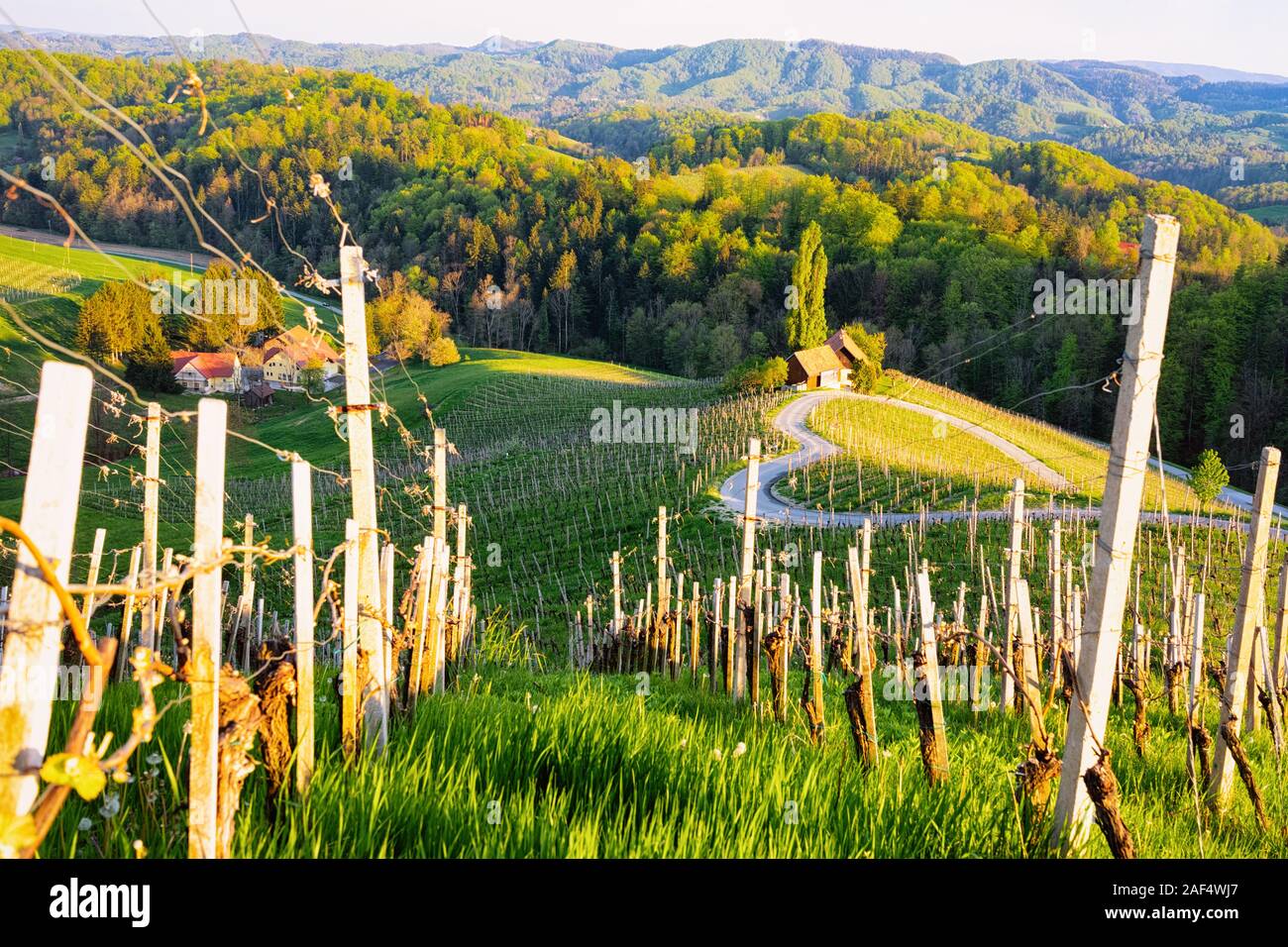 Forme de coeur slovène route du vin dans les vignobles en Slovénie Banque D'Images