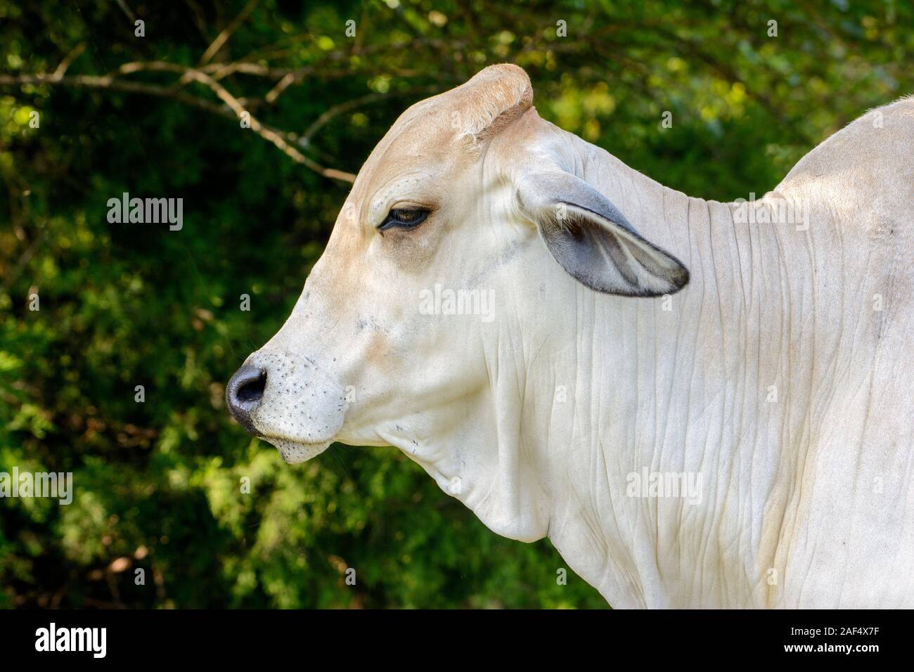 Génisse de Brahman close-up de tête, le visage et les épaules Banque D'Images