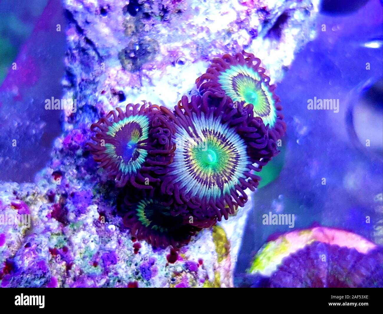 Caraïbes's Citrus spp. zoanthids polypes colonie smal Banque D'Images