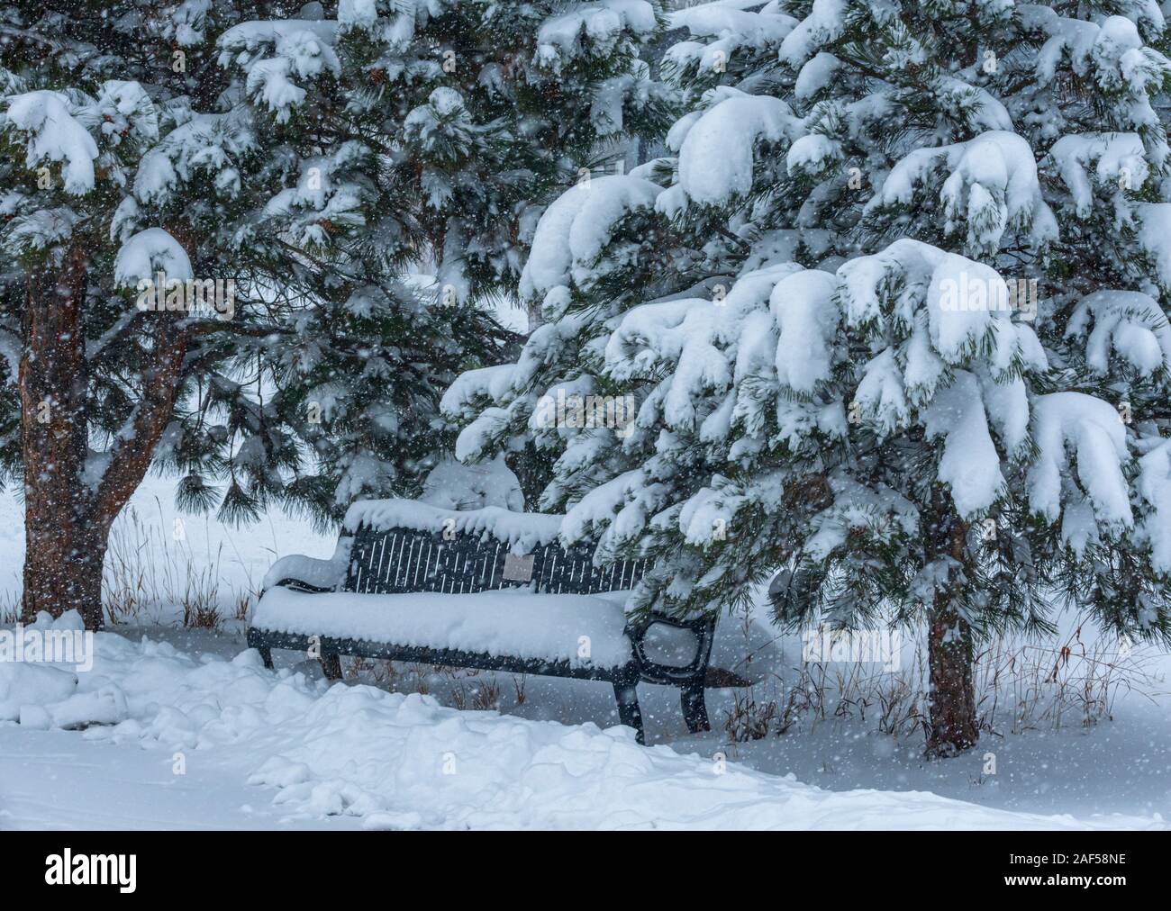 Neige fraîche couvre banc de parc de pins Ponderosa et arbres au bord de l'Est Sentier de Plum Creek, Castle Rock Colorado. Photo a été prise en novembre. Banque D'Images